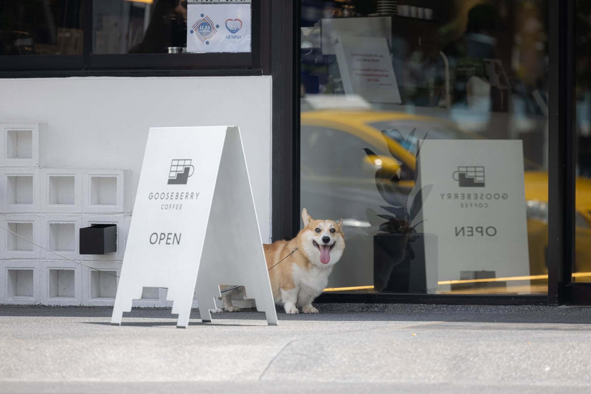 คาเฟ่ Pet Friendly ใกล้บ้าน Gooseberry Coffee