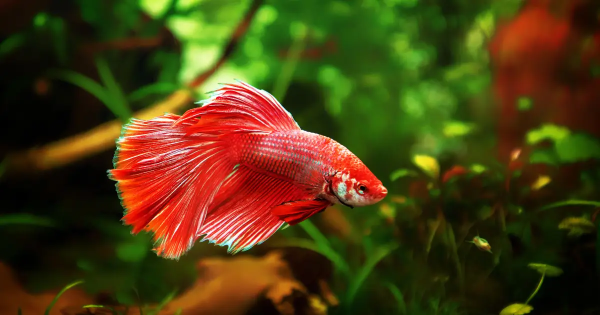 ปลากัดเป็นสัตว์เลี้ยงน่ารักที่มีสีสันสวยงาม